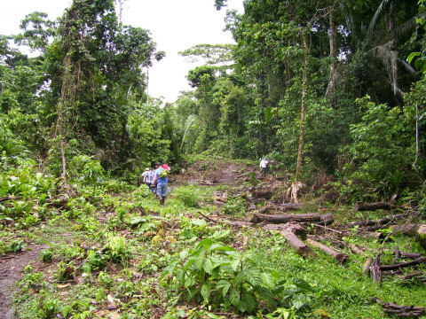 Land in Putumayo where coca leaf used to be grown and where there still are significant barriers for farmers to access markets