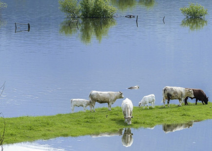 Vacas en un campo inundado
