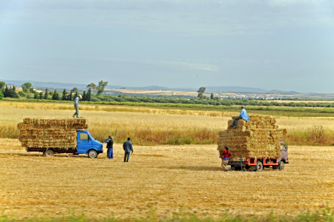 Workers gathering hay in Tunisia Photo by Dennis Jarvis