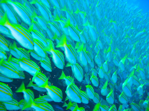 School of fish