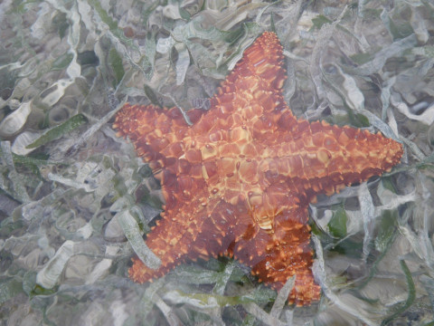 Sea star