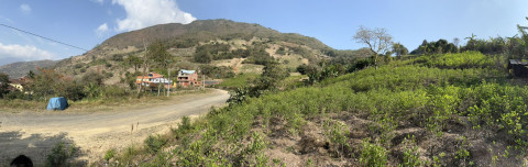 Coca fields Bolivia