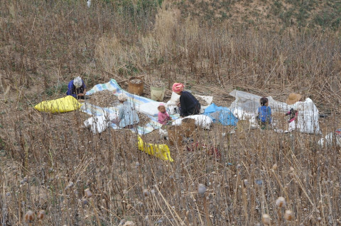 Farmers collecting poppy seeds for next planting season in Loilem Township, southern Shan State. 