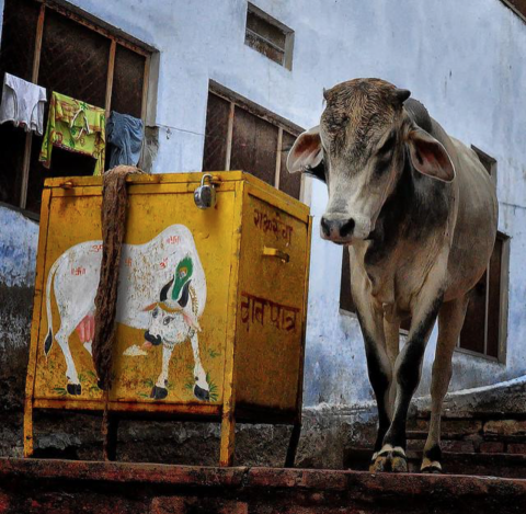 Holy Cow Container, India, 2012.