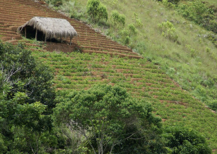 Yungas - Cocafeld/cocal/coca-field