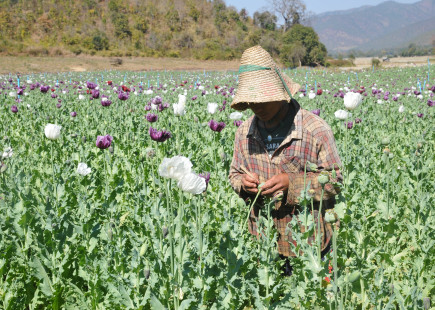 Opium harvest in early 2019 in Pekhon Township, southern Shan State (TNI)