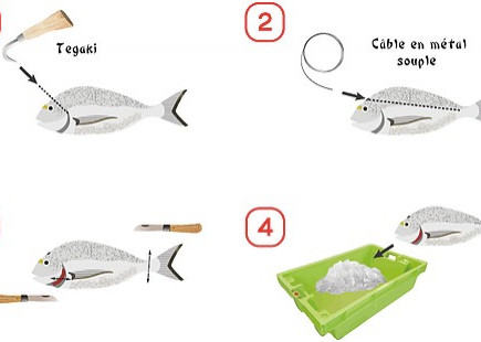 IMAGE 1. THE STEPS OF IKEJIME SLAUGHTERING 