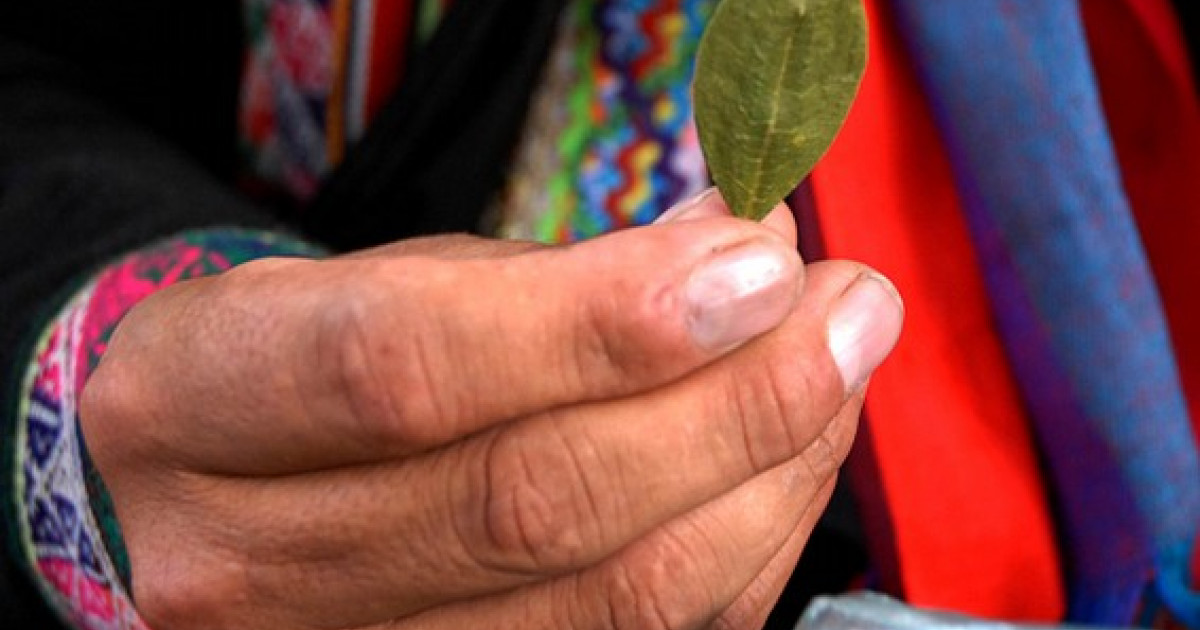 Coca leaf: Myths and Reality | Transnational Institute