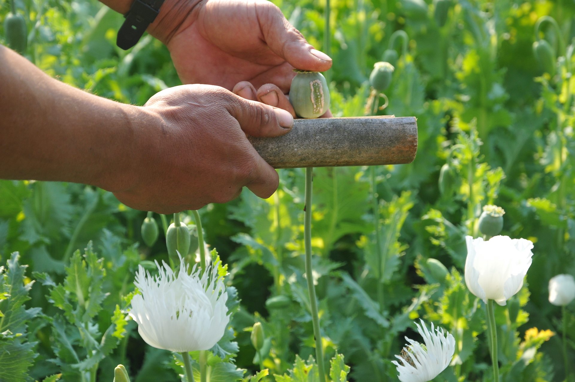 Opium Cultivation And Environmental Justice In Myanmar Transnational